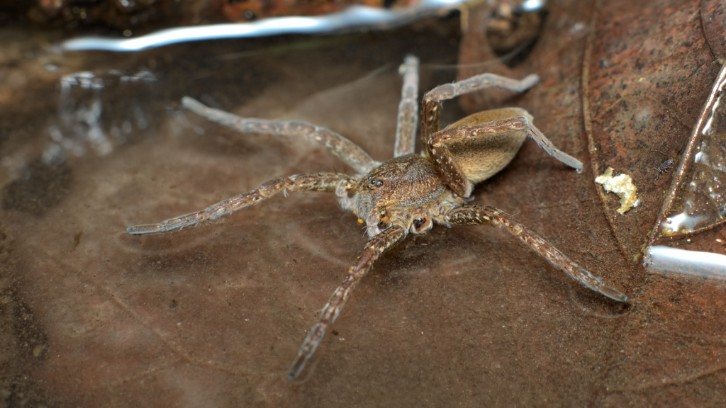 Fen Raft Spider | Conservation Success Story