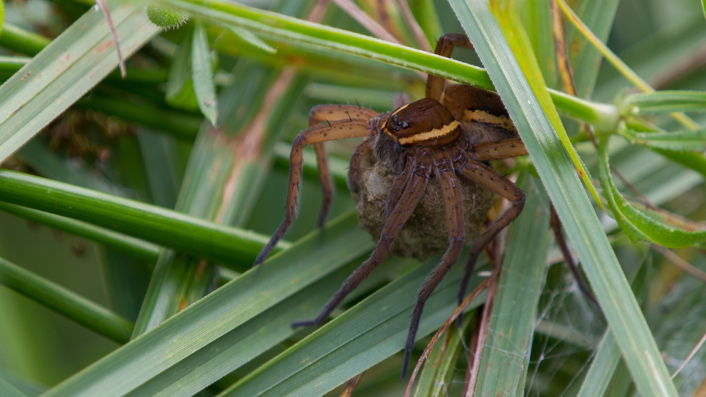 Fen Raft Spider | Females Are Larger Than Males