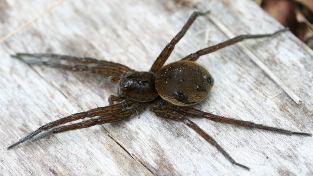 Fen Raft Spider | Females Are Larger Than Males