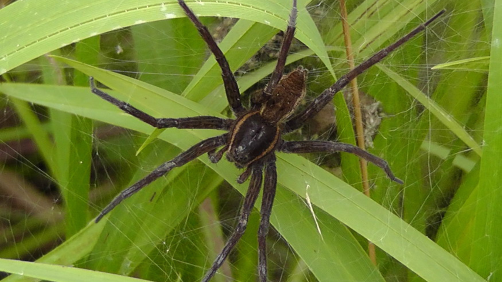 Fen Raft Spider | Builds A Nursery Web