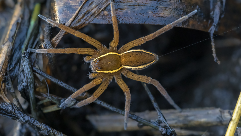 Fen Raft Spider | Endangered Status