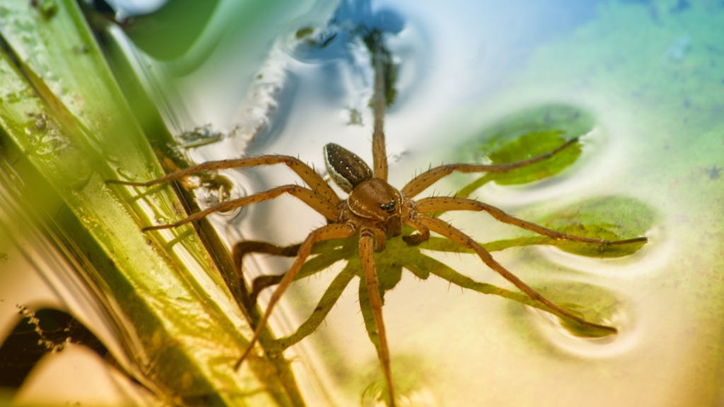 Fen Raft Spider | Sensitive To Water Vibrations