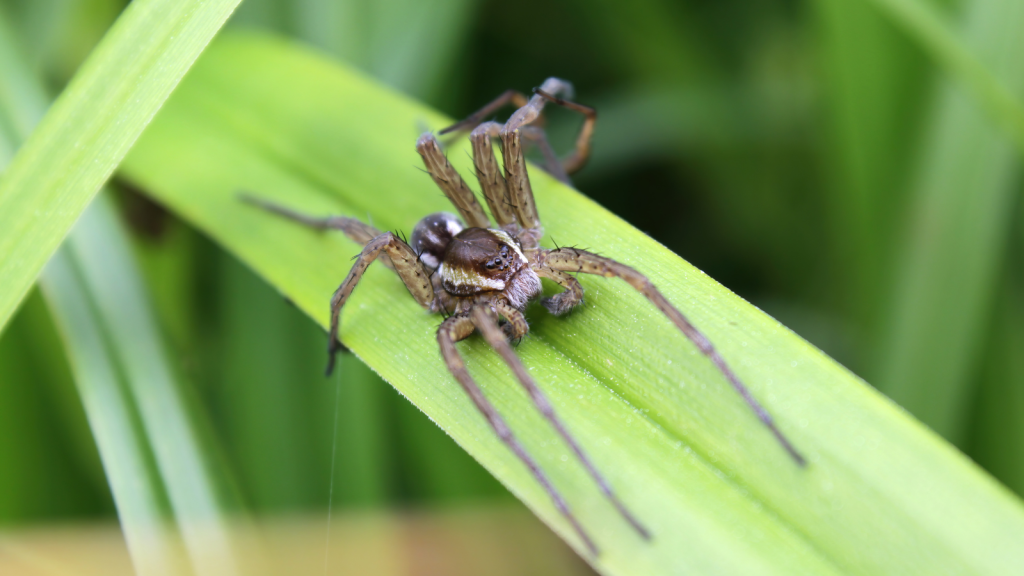 Fen Raft Spider | It’s Harmless To Humans