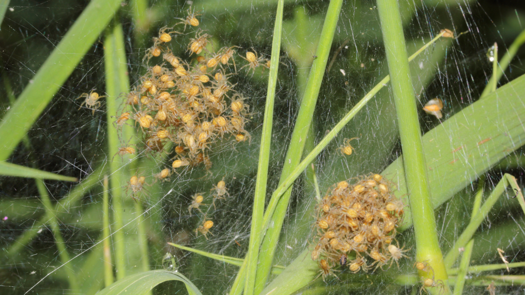 Fen Raft Spider | Reintroduced In Protected Areas