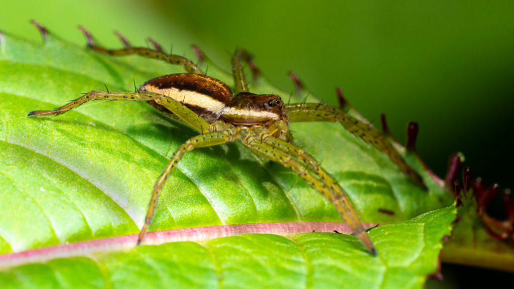 Fen Raft Spider | Lives For Several Years