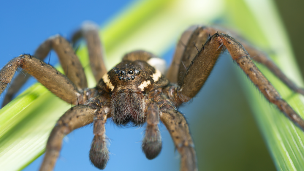 Fen Raft Spider