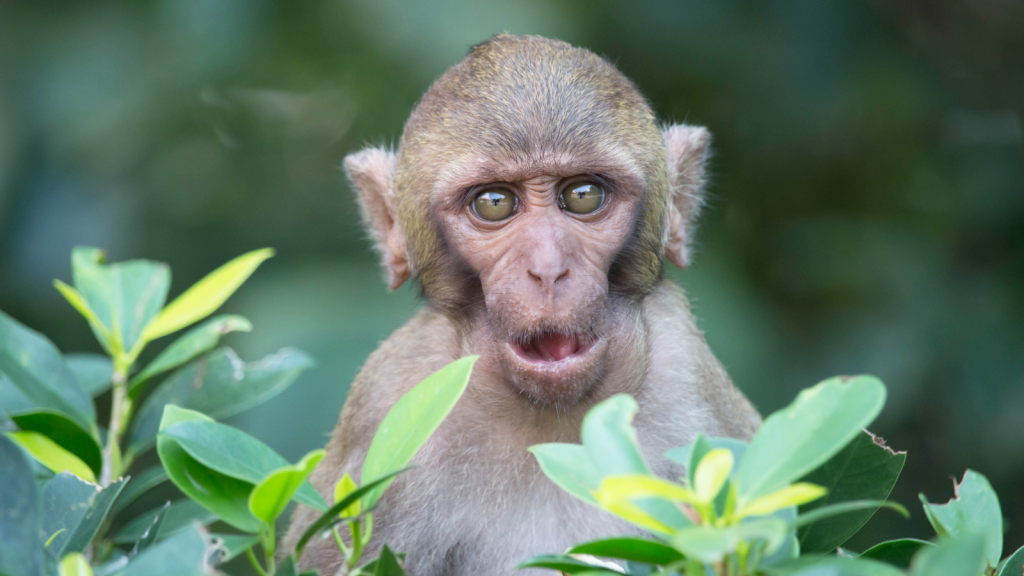 15 Animals That Prey on Monkeys