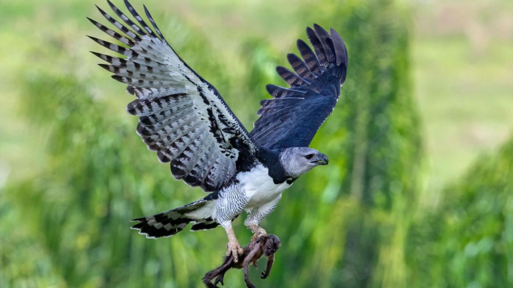 Harpy Eagle