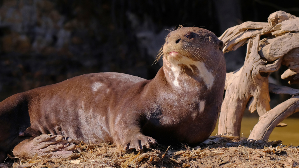 Giant Otter