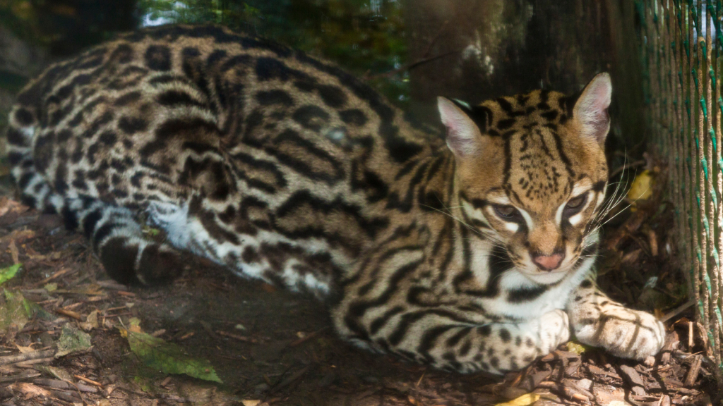 Ocelot