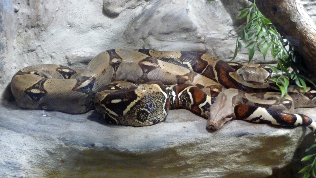 Red-Tailed Boa