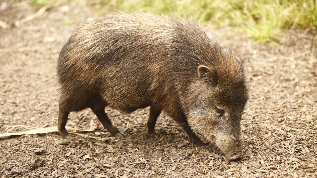 Peccaries