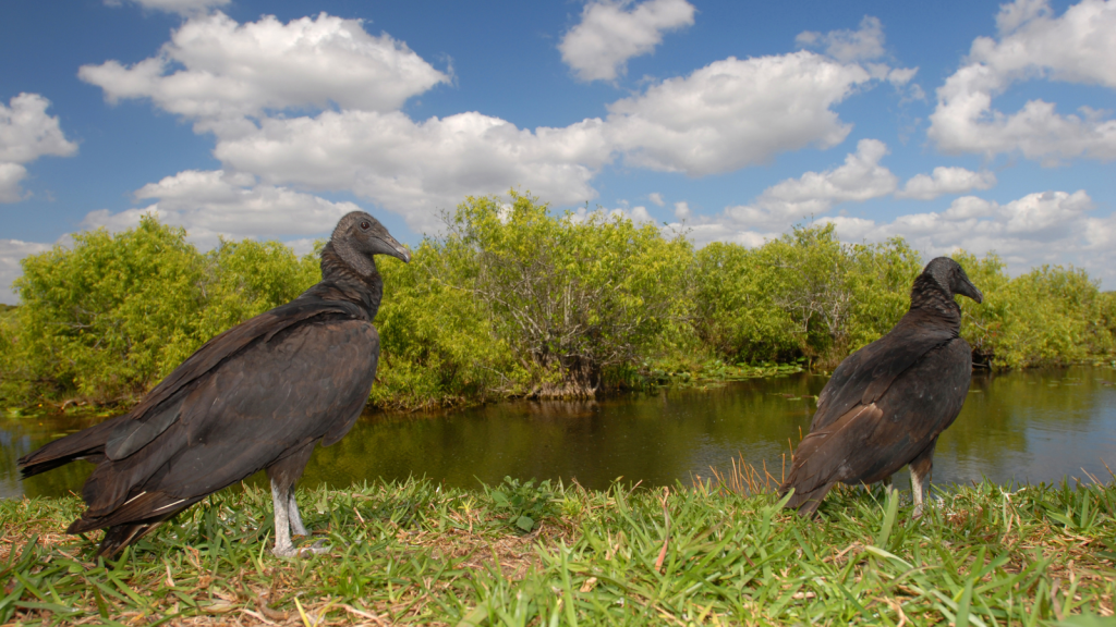 Black Vulture