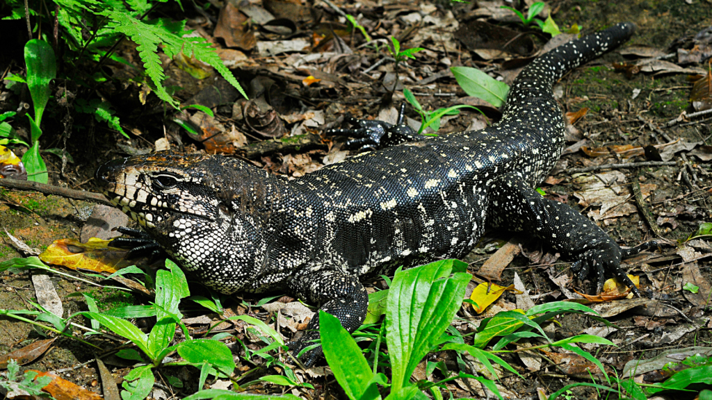 Tegu Lizard