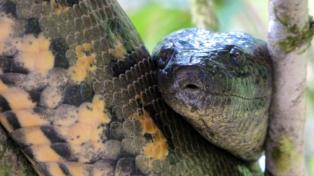 13 Animals That Prey On the Green Anaconda, the World’s Largest Snake