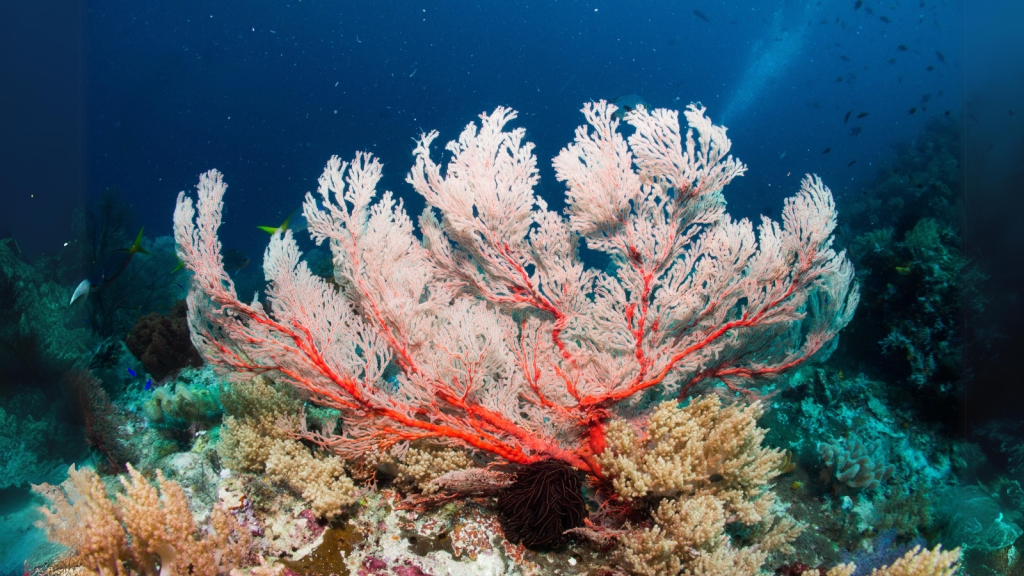 Pink Sea Fan