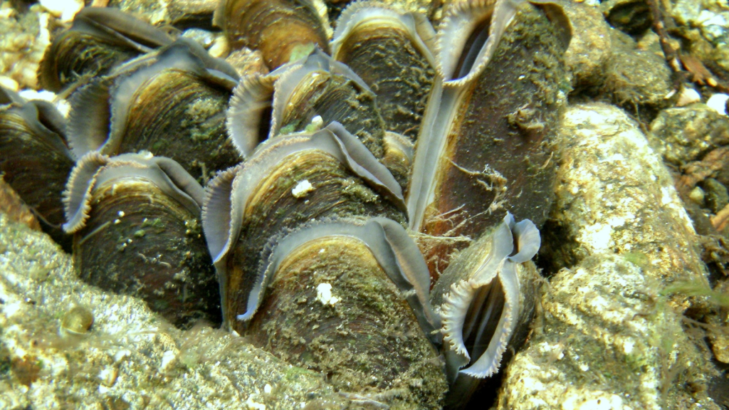 Freshwater Pearl Mussel