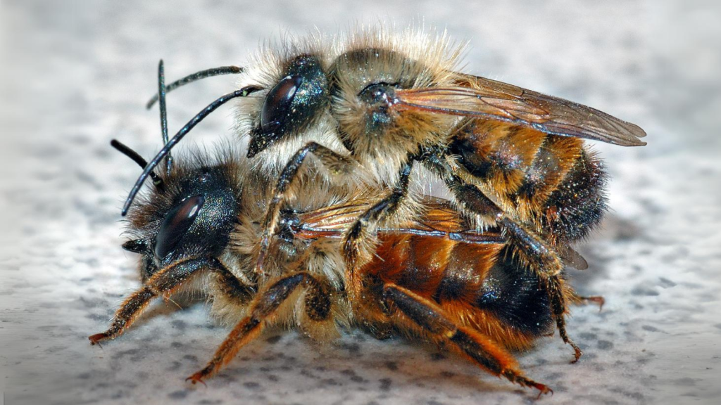 Red Mason Bee