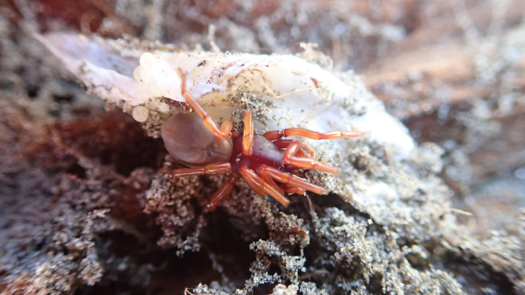 Woodlouse Spider