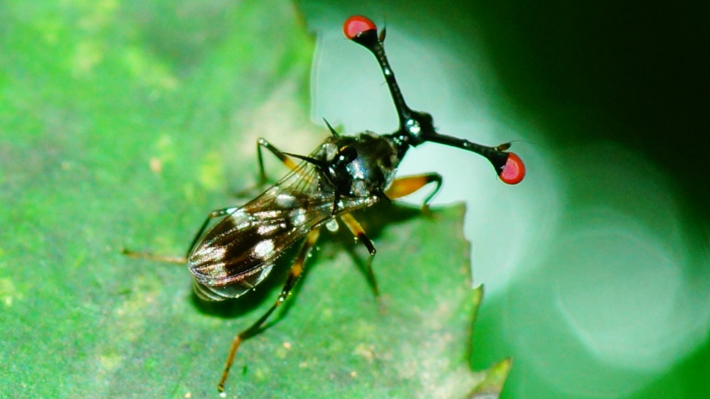 Stalk-Eyed Fly