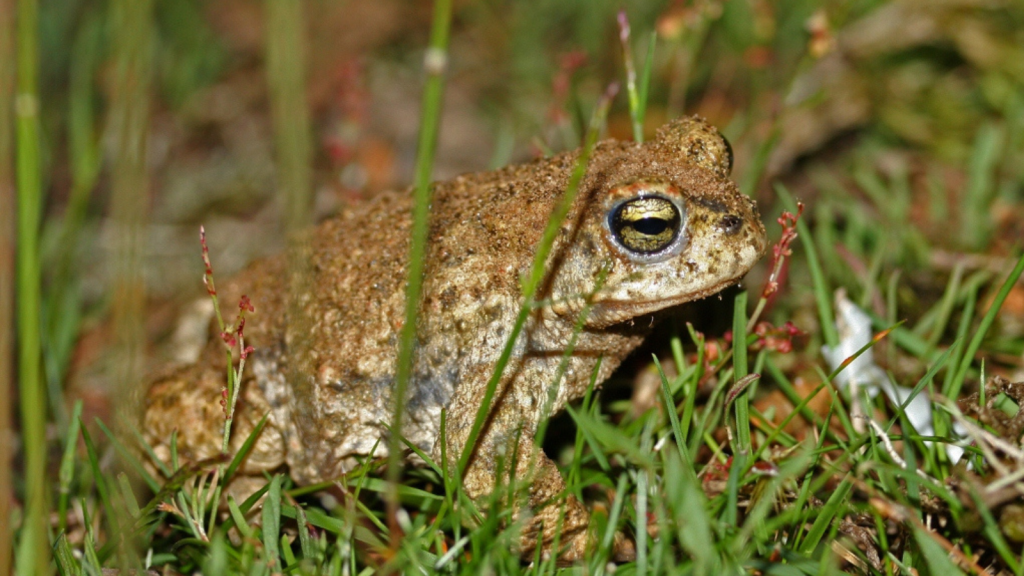 Natterjack Toad