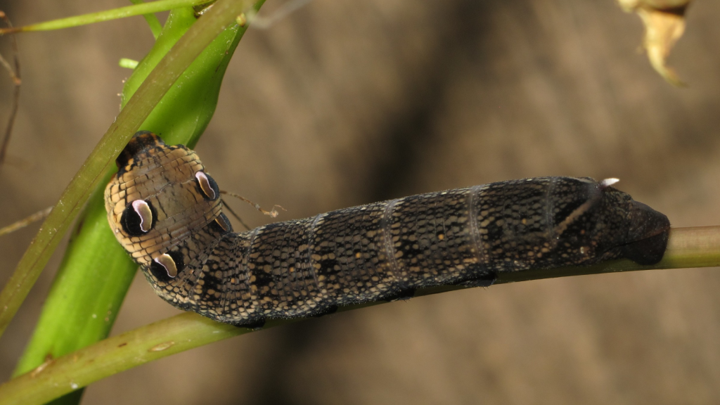 Elephant Hawk-Moth Caterpillar