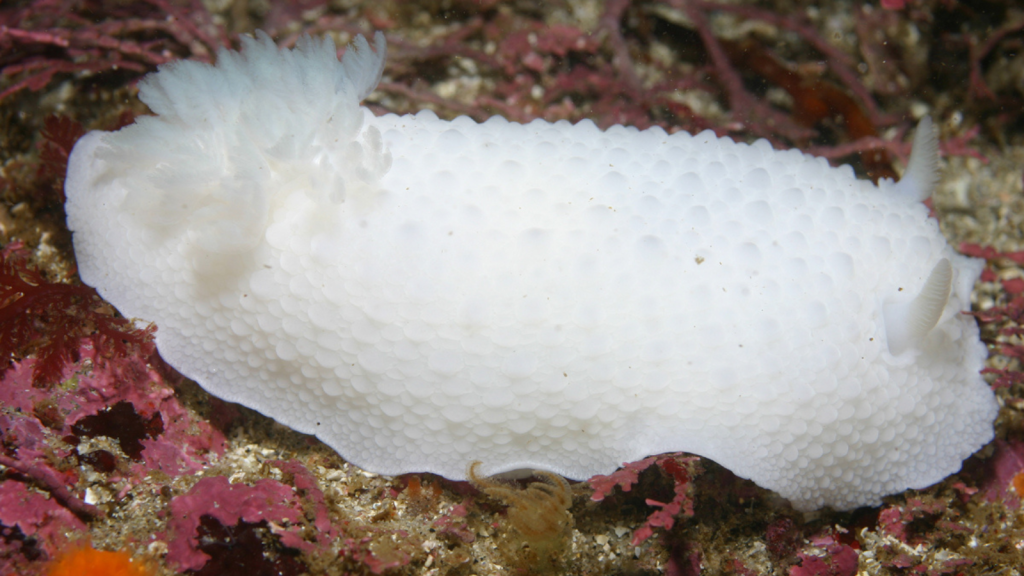 Sea Slug (Great White Doris)