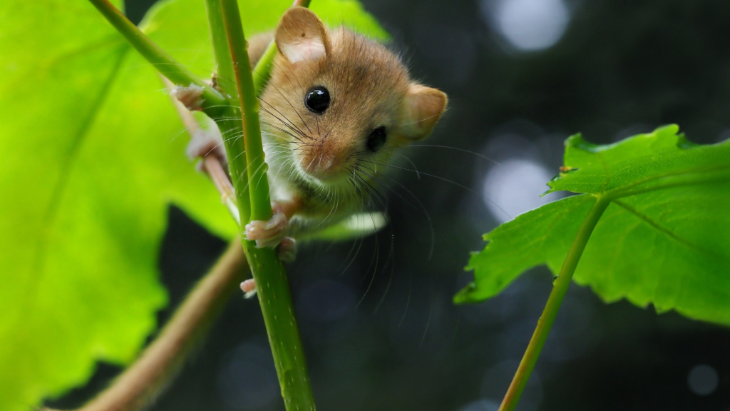 Hazel Dormouse