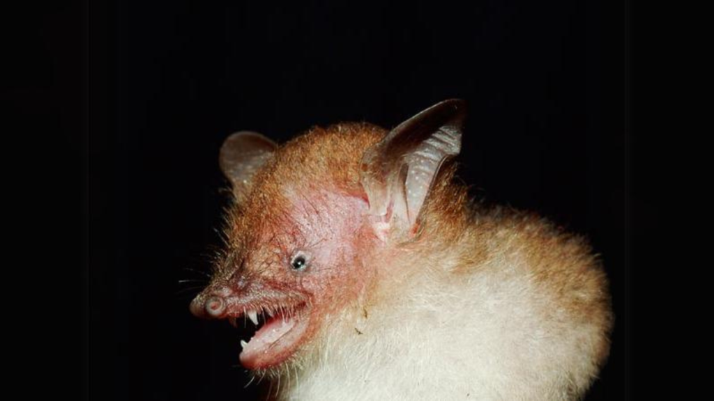 Tube-Nosed Bat