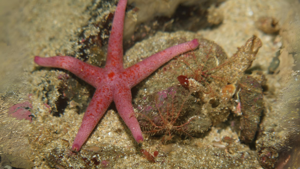 Bloody Henry Starfish