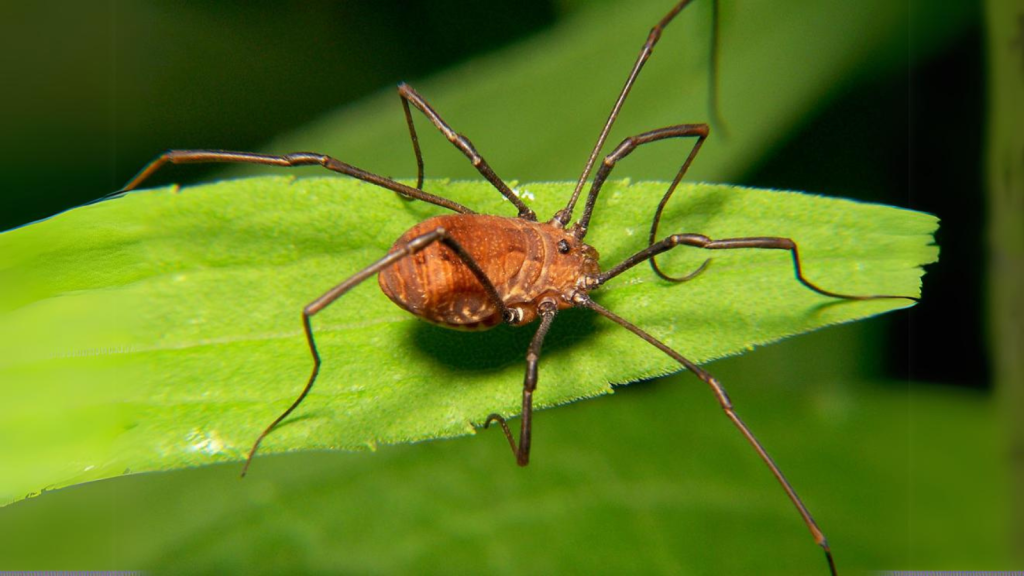 Harvestman