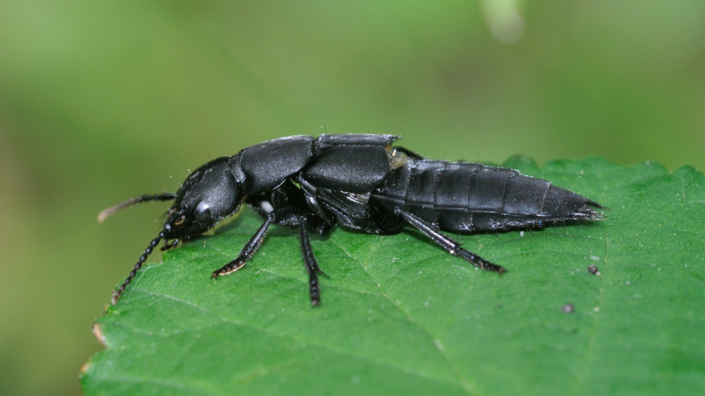 Devil’s Coach Horse Beetle