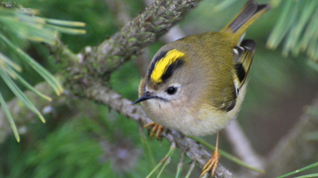 Goldcrest