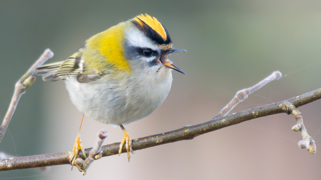 Firecrest