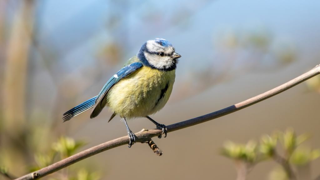 Blue Tit