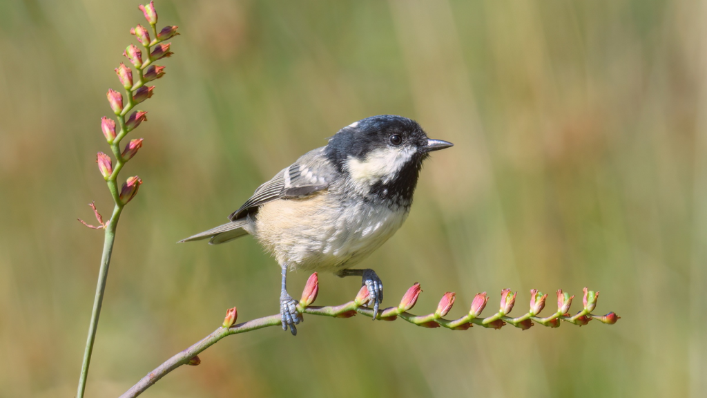 Coal Tit