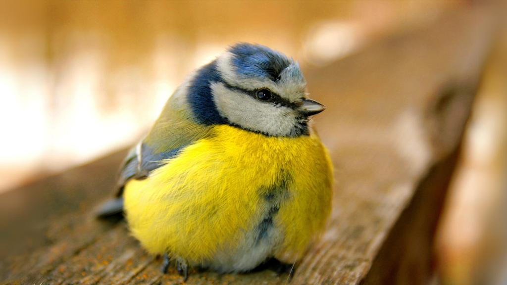 Blue Tit