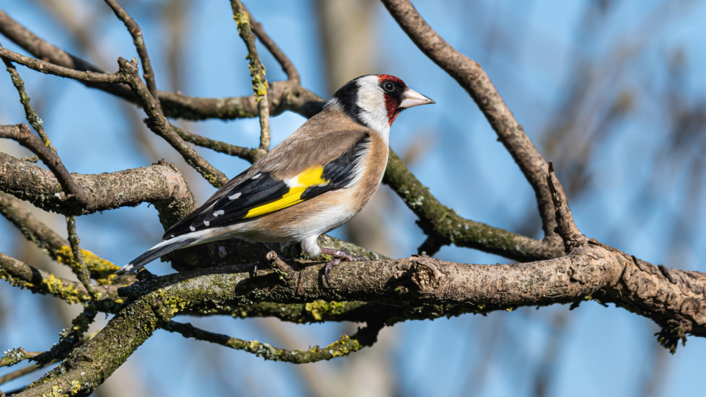 Goldfinch