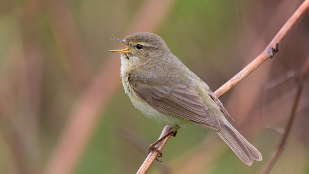 Chiffchaff