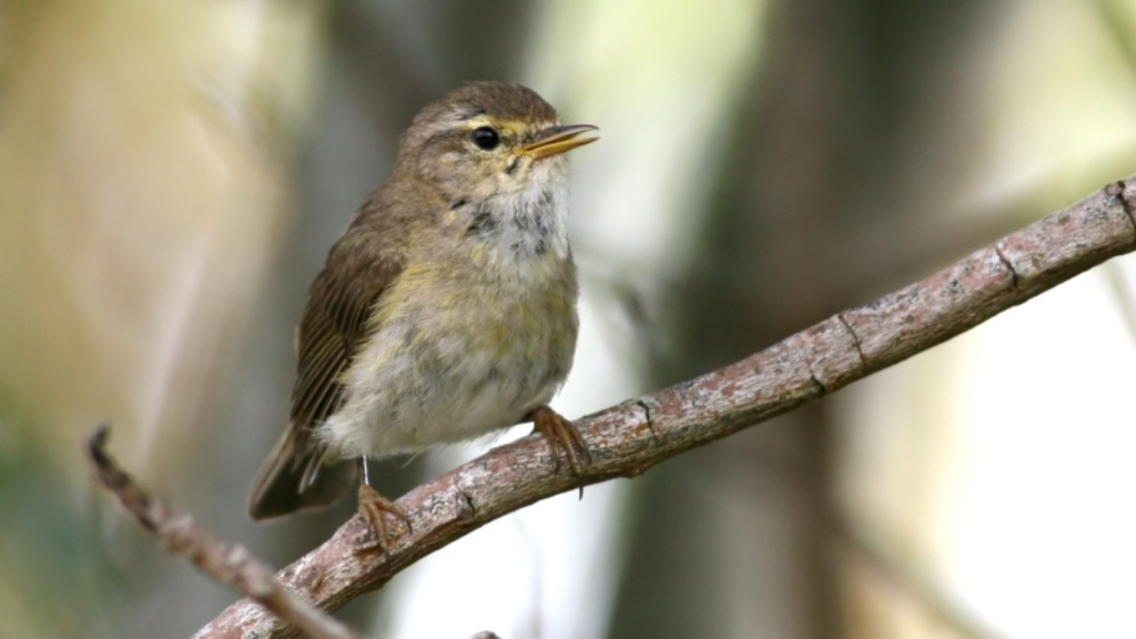 Willow Warbler