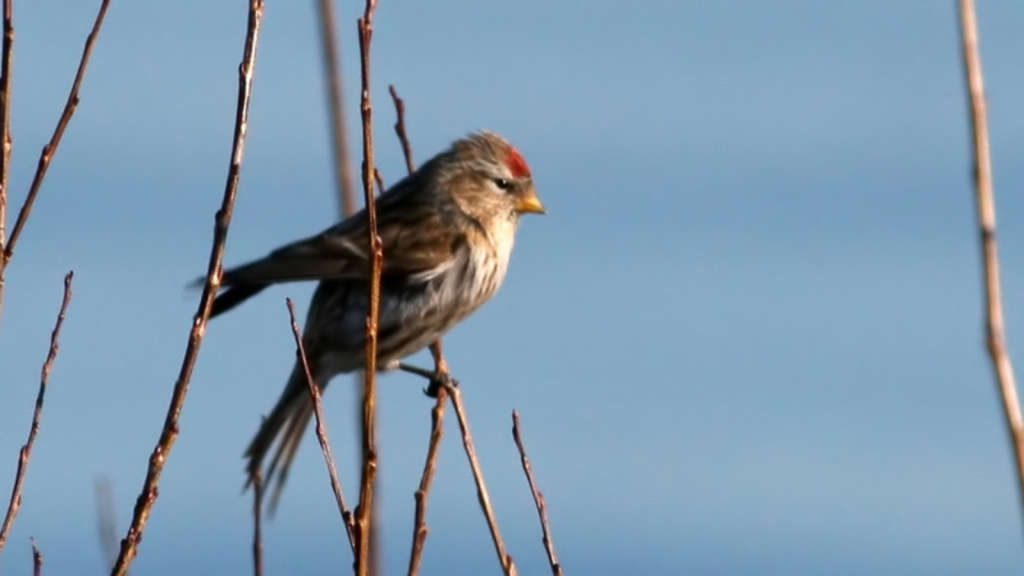 Lesser Redpoll