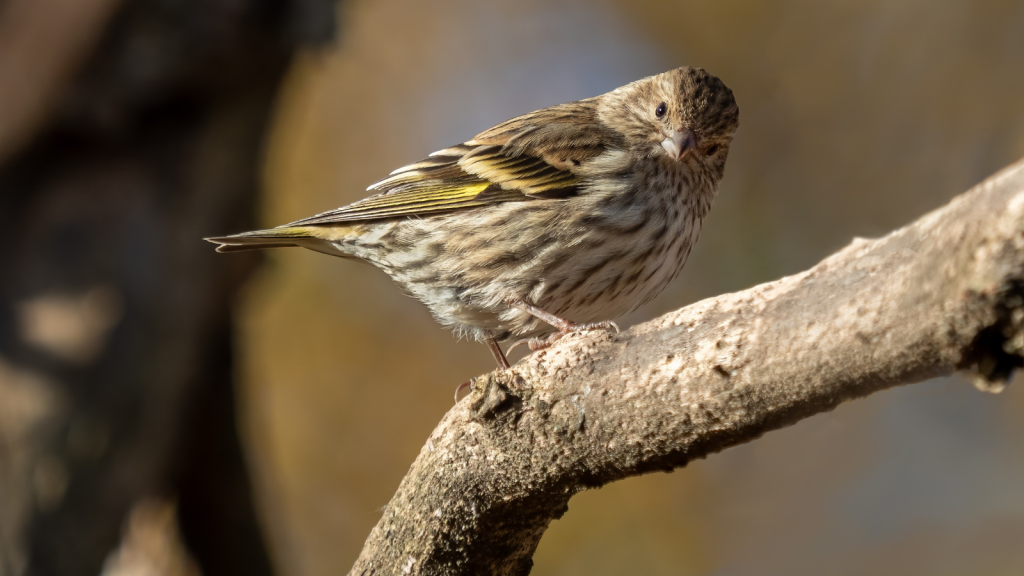 Siskin