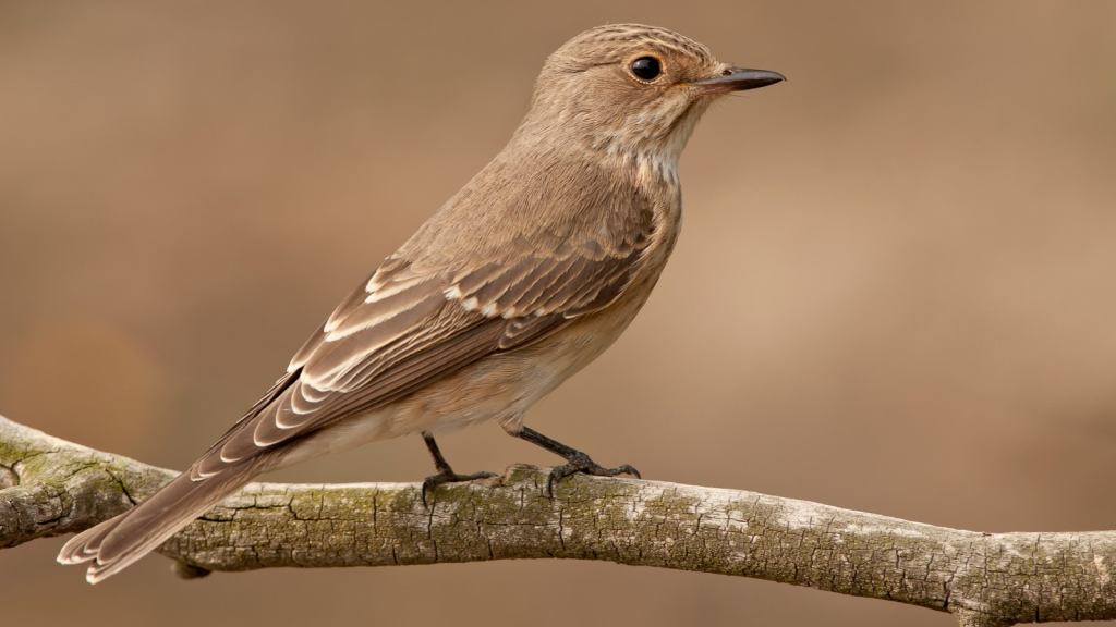 Spotted Flycatcher