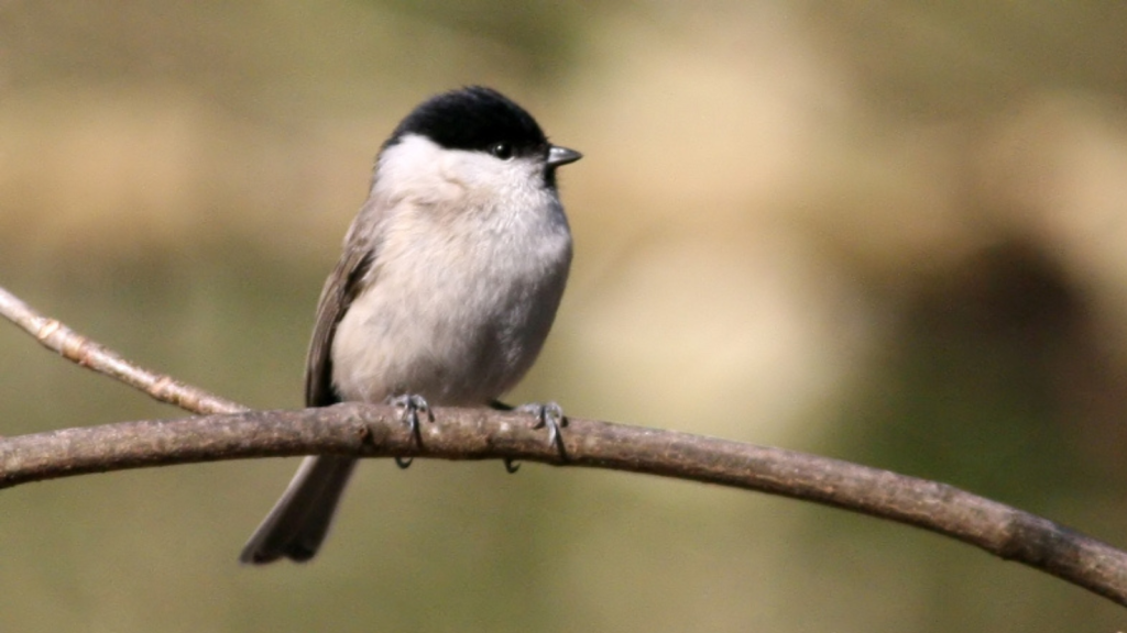 Marsh Tit