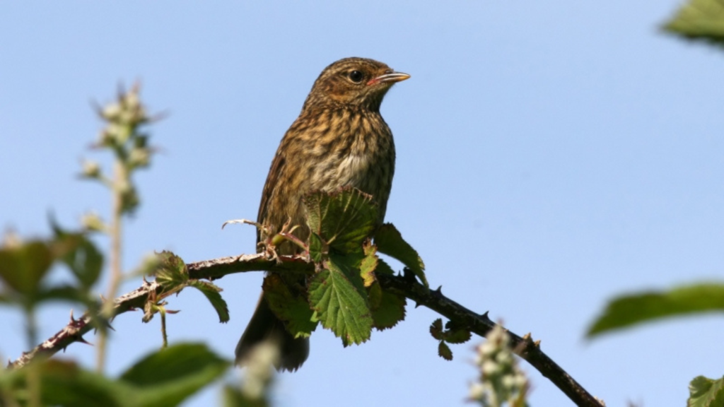 Dunnock