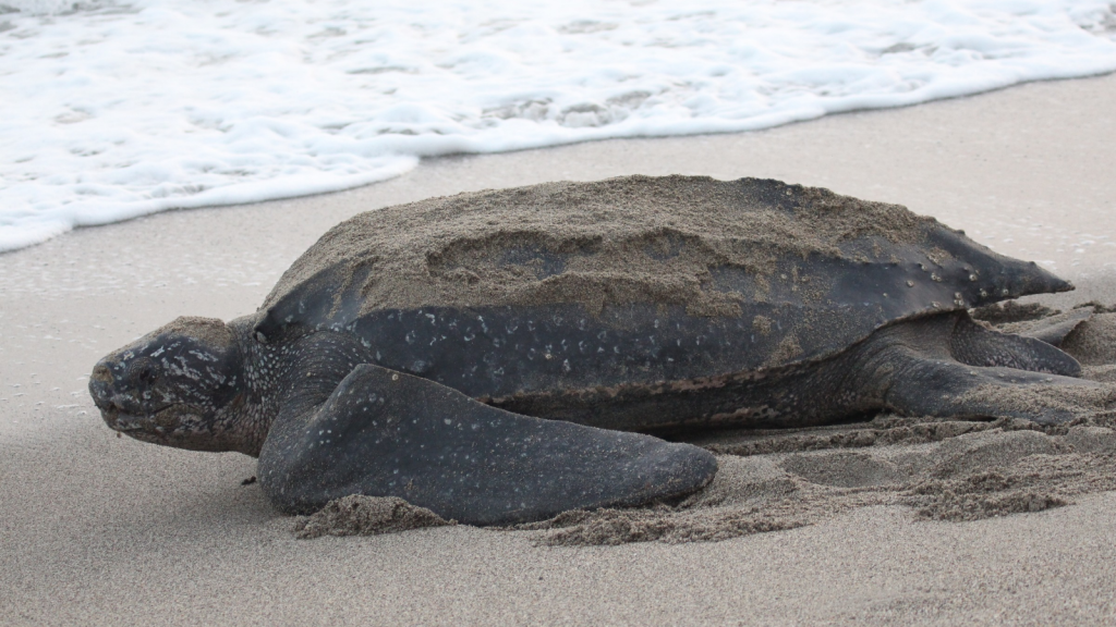 Leatherback Sea Turtle