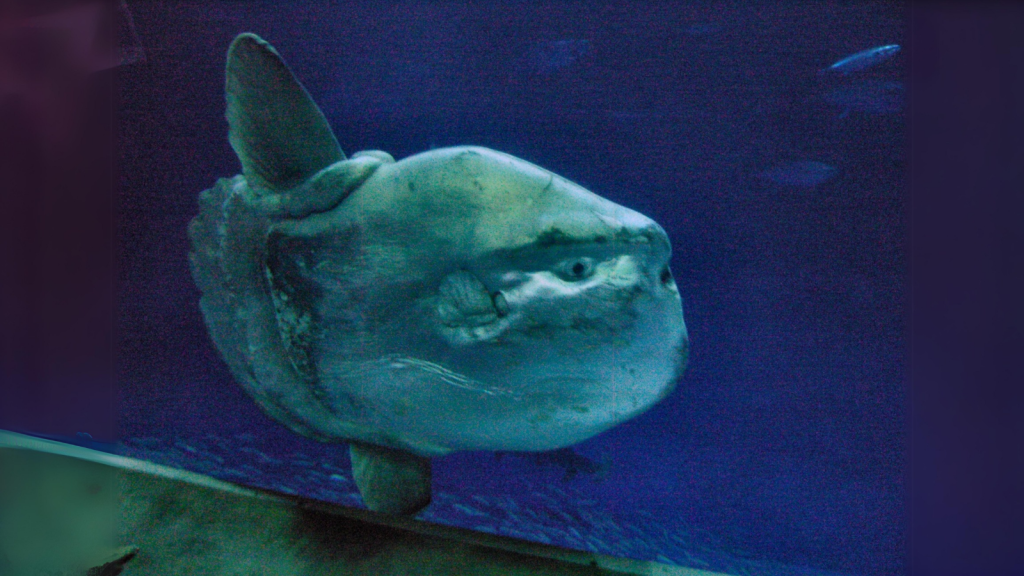 Ocean Sunfish