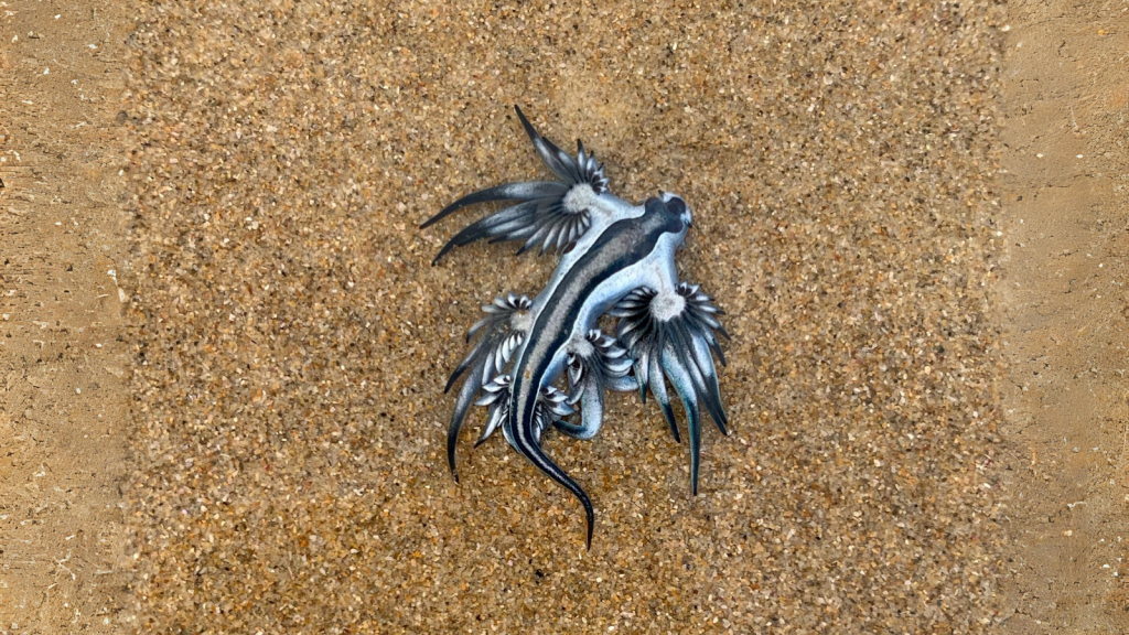 Blue Sea Slug