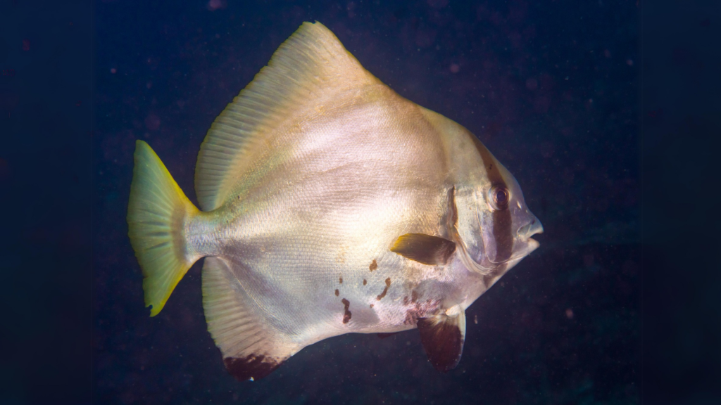 Spadefish