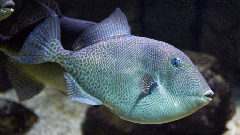 Grey Triggerfish